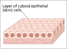 epithelial cells